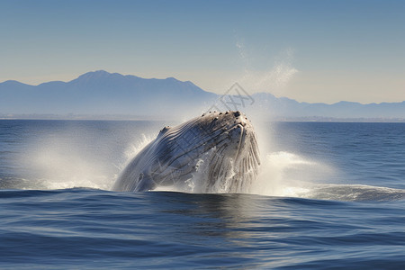 海洋里面的鲸鱼图片