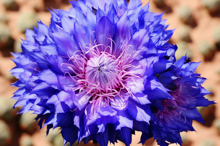 绽放的蓝色花朵背景图片