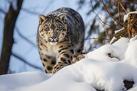 雪地中野生的豹子图片
