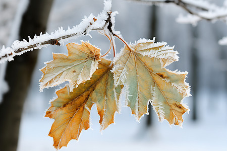 冬季枝叶上的冰雪图片