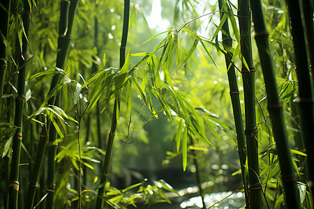 生机勃勃的森林竹海景观图片