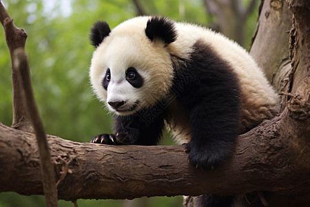 树木上可爱的熊猫图片