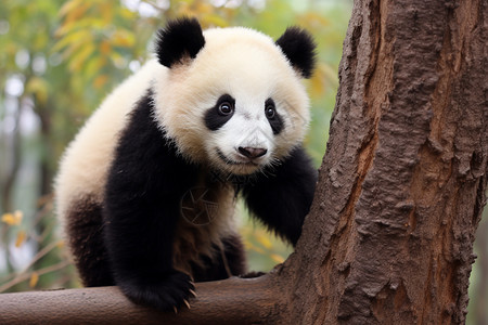 树杈上熊猫树木上的熊猫背景