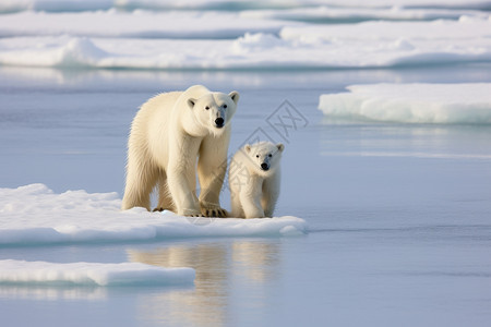 冰川上的北极熊幼崽图片
