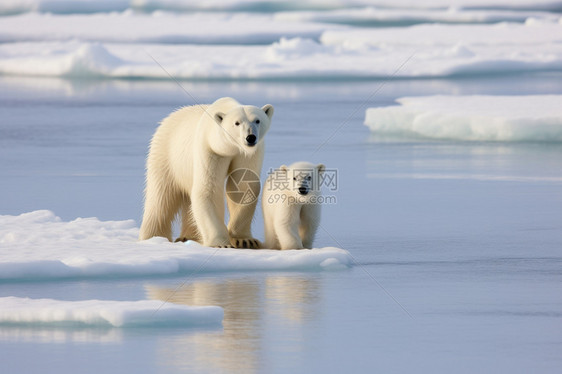 冰川上的北极熊幼崽图片