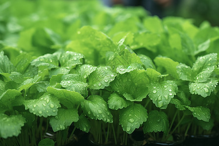 田里的植物图片