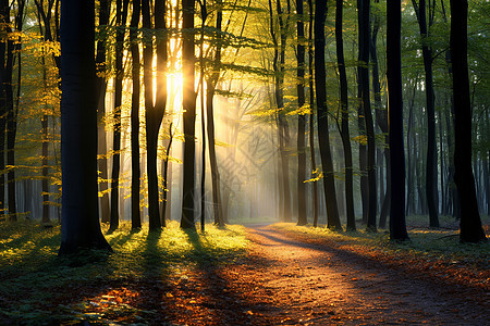 秋日阳光下的森林小径图片