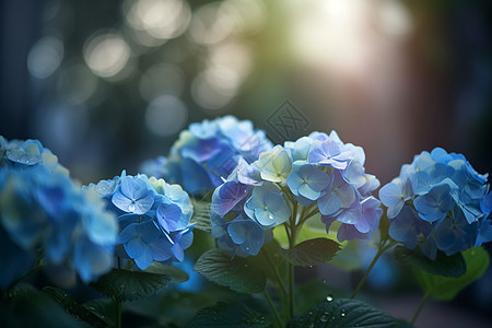 绣球花蓝色边框盛开的绣球花特写镜头背景