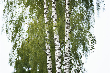 春季茂盛的白桦树图片