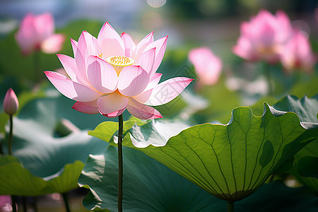 池塘中盛开的莲花图片