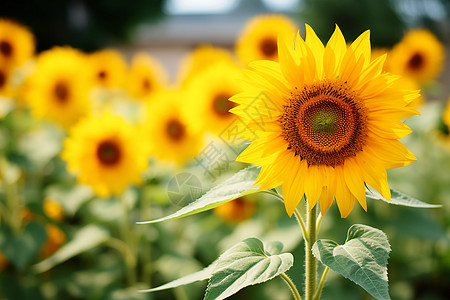 阳光下一朵巨大的向日葵高清图片