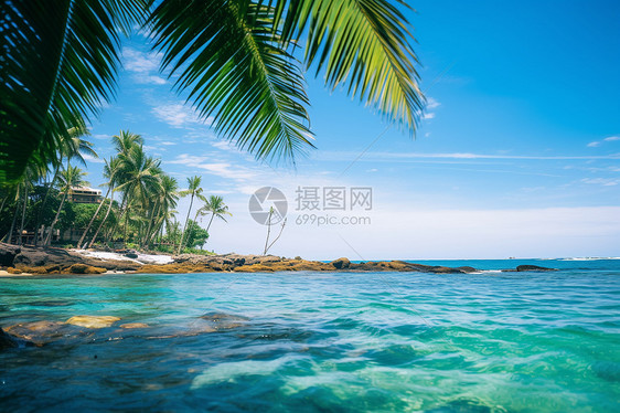 热带海滩下的棕榈树图片