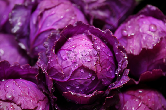 成熟营养的紫甘蓝图片