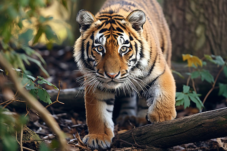 穿越茂密森林的老虎图片
