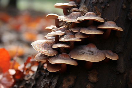 食物森林秋天的野外蘑菇背景
