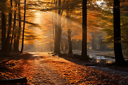 秋色漫步的森林景观图片素材