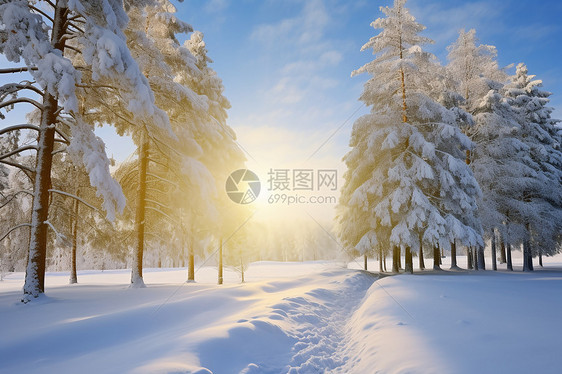 冬日寒冷的雪地风景图片