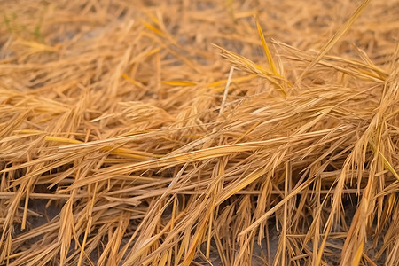 稻田中堆放的稻草图片