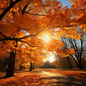 秋季阳光明媚的树林图片