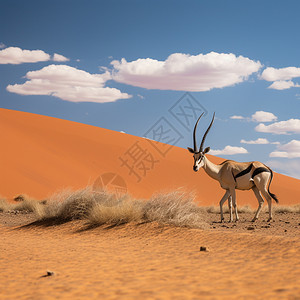 沙漠中的野生羚羊图片