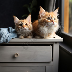 猫咪图片床头柜呆萌的小猫背景