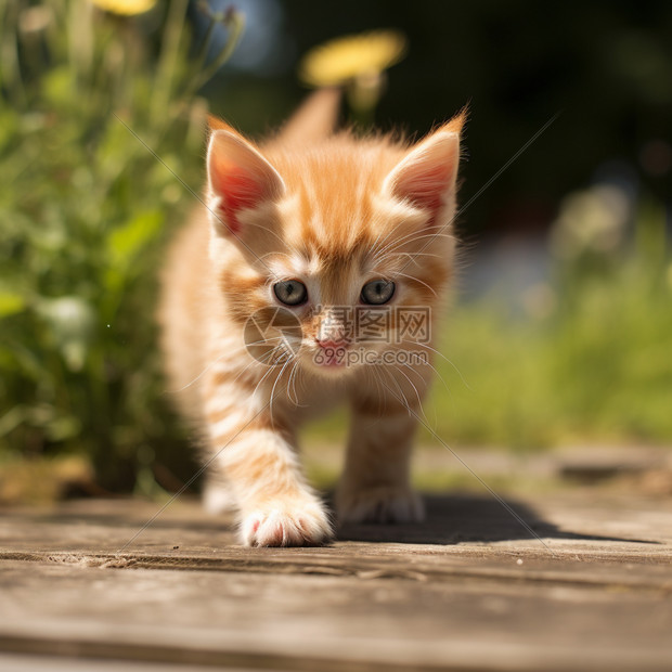 呆萌的猫咪幼崽图片