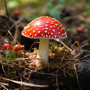 林中的红色毒蘑菇背景图片