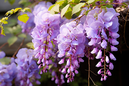 绽放的紫藤花图片
