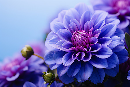 紫色手绘菊花紫色花朵背景