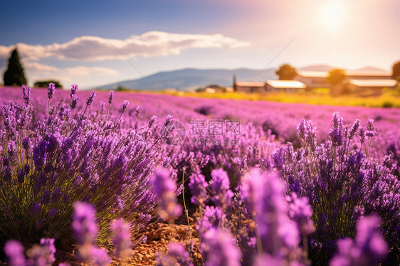 浪漫的紫色花海图片
