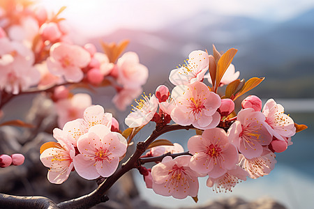 粉色花海中的春日美景图片