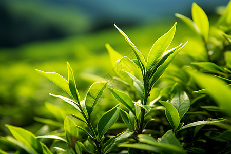 清晨茶树丛中的绿叶茶叶图片