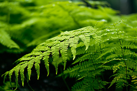 绿色蕨类植物图片