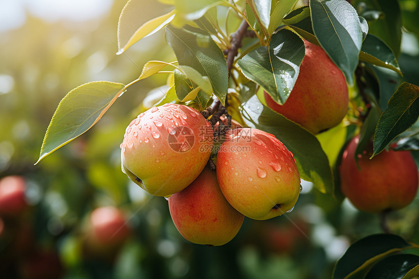 乡村农业种植的苹果园图片