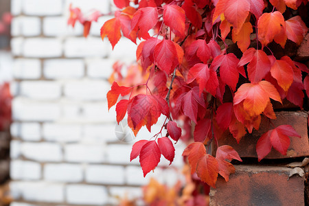 秋季鲜艳的红色爬墙虎图片