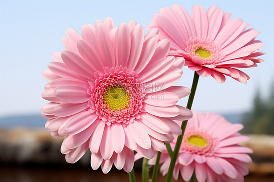 盛开的粉色非洲菊图片
