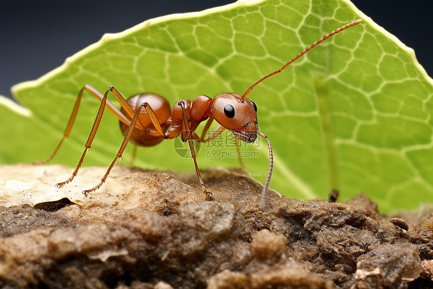 地上攀爬的蚂蚁图片