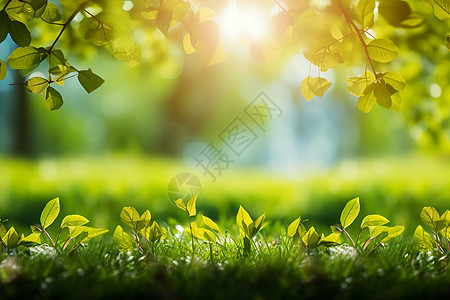 阳光照耀下的绿草和树木图片