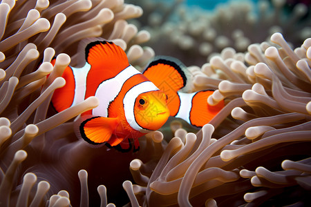 深海海参珊瑚群中的小丑鱼背景