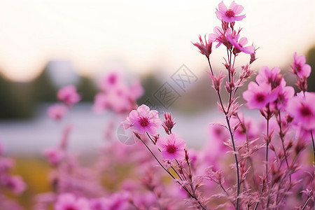 春季湖畔盛开的美丽花朵图片