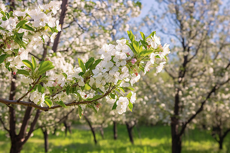 春季公园中绽放的美丽樱花树图片