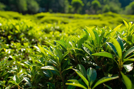 午后清香的茶树图片