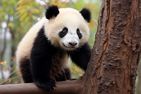 幼崽熊猫宝宝图片