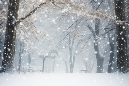 户外鹅毛大雪高清图片