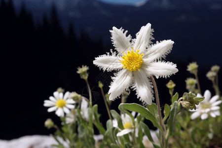盛开的花朵达坂城雪菊高清图片