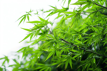 新鲜嫩绿的竹子图片
