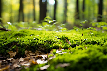 森林的苔藓景观图片