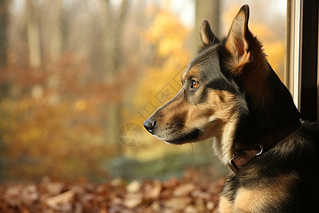 秋季窗边的牧羊犬图片