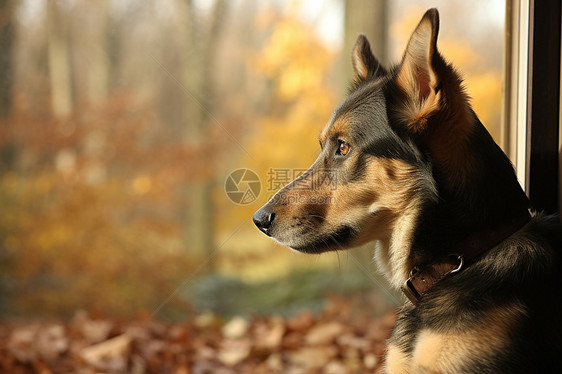 秋季窗边的牧羊犬图片