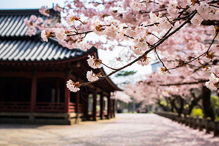 樱花与建筑美景图片